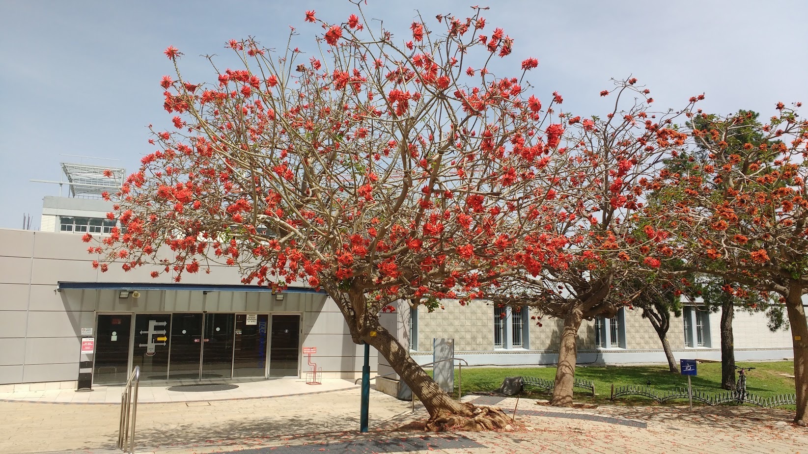 Blooming tree in Technion